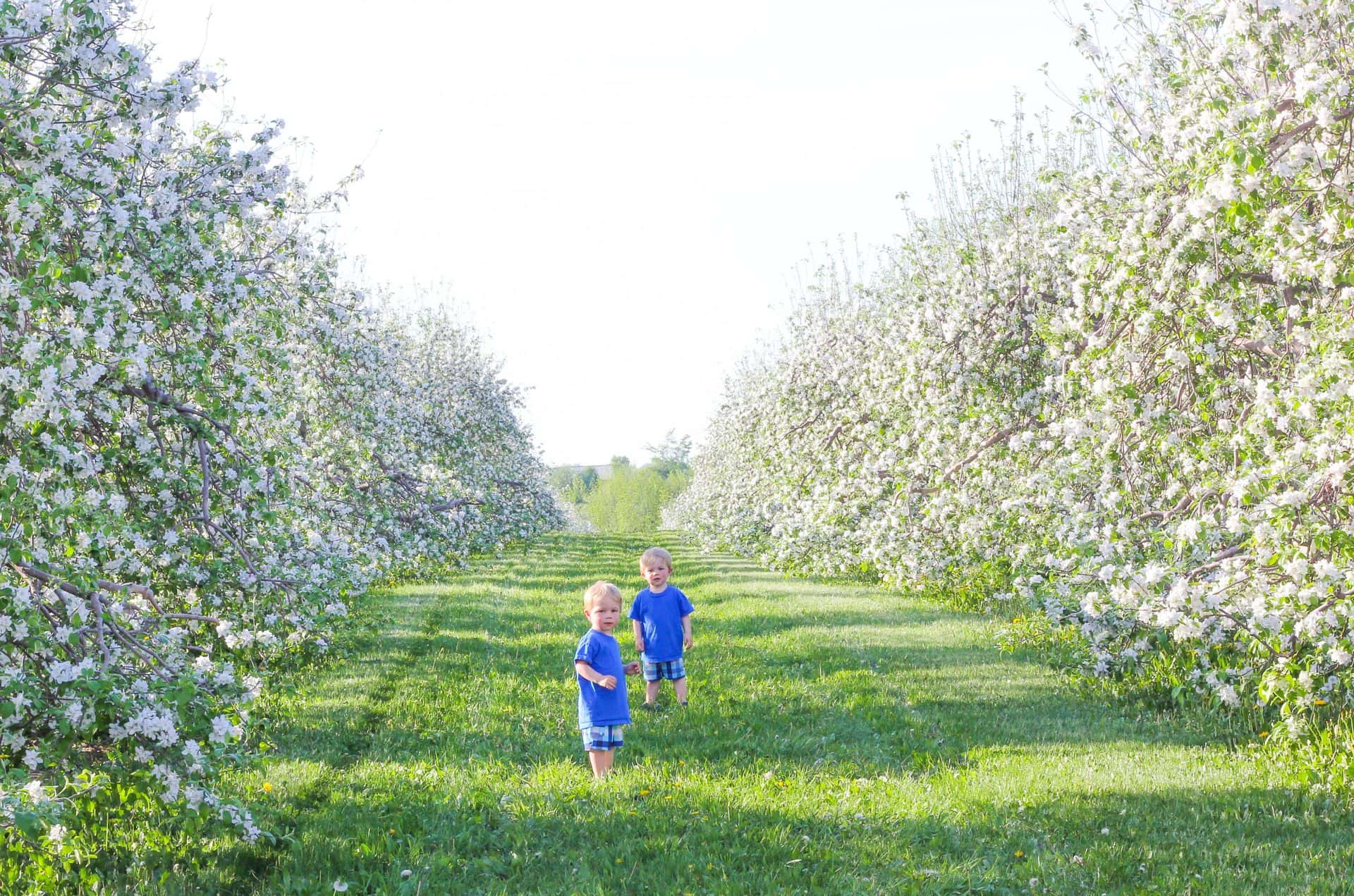 Two happy children running through the blossoms on the Apple Pie Trail.