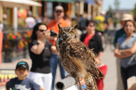 Birds of Prey Demonstration