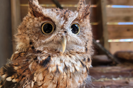 Wild Wonders of Ontario
