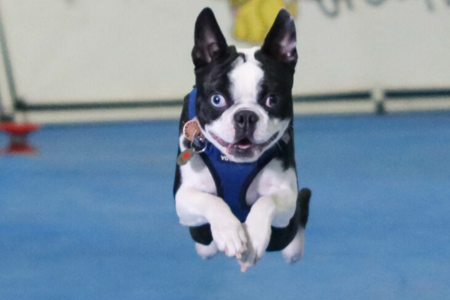 Dog Lovers Lure Course