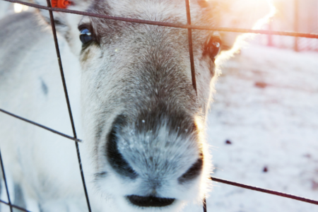 Holiday Magic Events: Ft. Reindeer Village